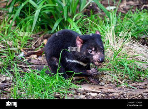 Diablo marsupial de tasmania fotografías e imágenes de alta resolución