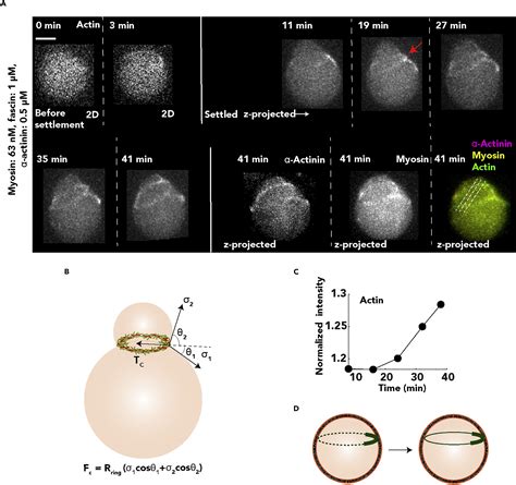 Encapsulated actomyosin patterns drive cell-like membrane shape changes ... 