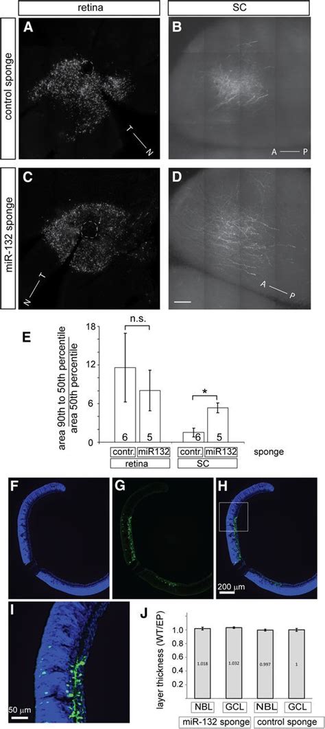 Bdnf Promotes Axon Branching Of Retinal Ganglion Cells Via Mirna 132