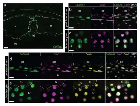 Conserved Co Expression Of Col A Sox Sox And Sox In Peripheral