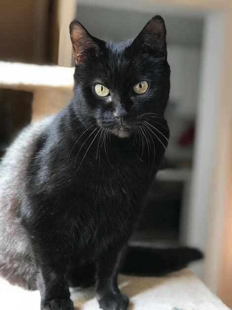 Premium Photo Close Up Portrait Of Cat Sitting