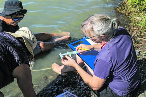 Native Mussel Desperate Wairarapa Times Age