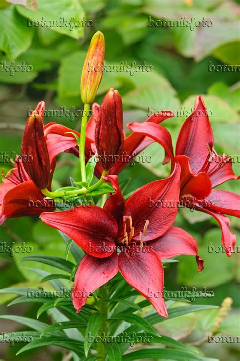 Bild Asiatische Lilie Lilium Blackout 474251 Bilder Von Pflanzen