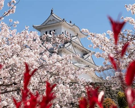 Japonyan N Kiraz I E I Sakura Festivali Oggusto