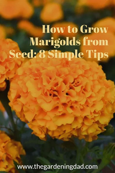 How To Grow Marigolds From Seed Artofit