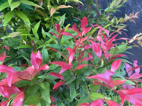 Una Planta Con Hojas Rosas Y Hojas Verdes Foto Premium