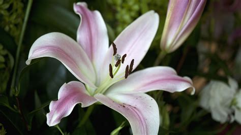 Most Beautiful Lily Flower | Best Flower Site