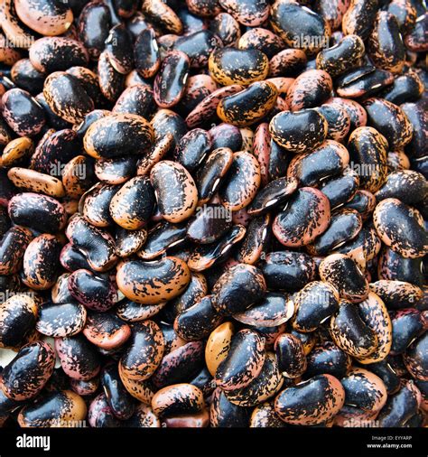 Runner Beans Scarlet Runner Phaseolus Coccineus Seeds Stock Photo