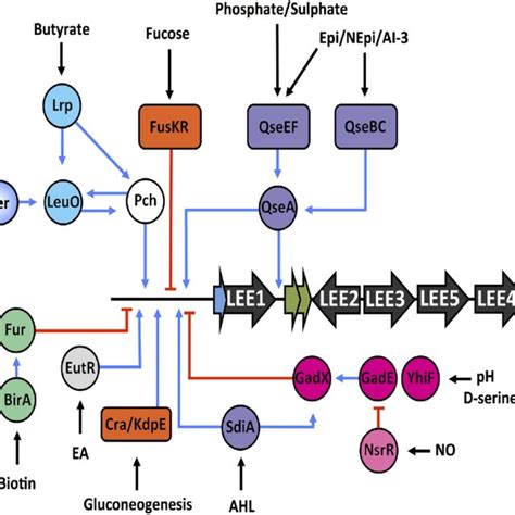 Regulatory Map Of Various Signals Encountered By Ehec Within The