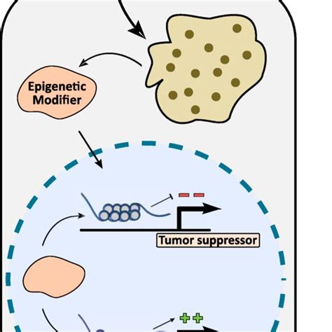 The clever strategies used by intracellular parasites to hijack host ...