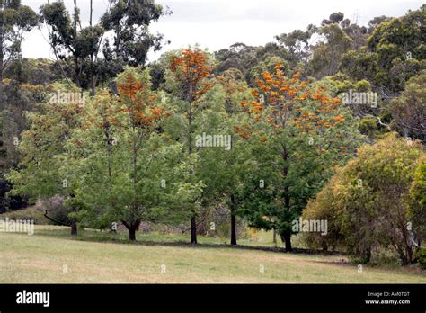 close   silky oaksouthern silky oakaustralian silver oak trees