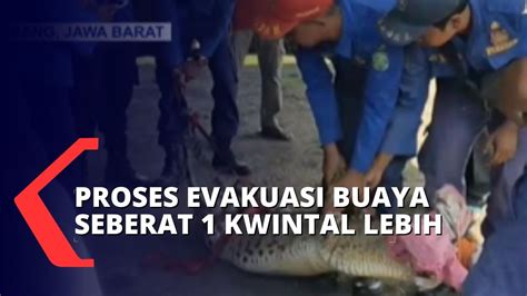 Sempat Kesulitan Petugas Damkar Berhasil Evakuasi Buaya Muara Seberat