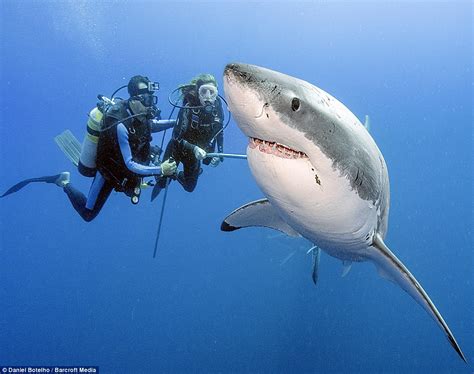 Divers Get Up Close Personal With Great White Sharks Stormfront