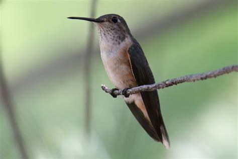 Broad Tailed Hummingbird Bird Informer