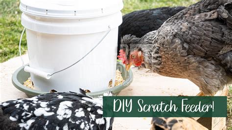 DIY Scratch Feeder! - YouTube