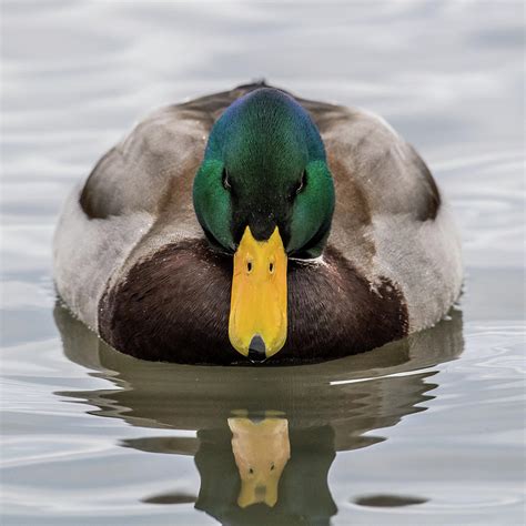 Mallard Head On Photograph by Paul Freidlund - Pixels