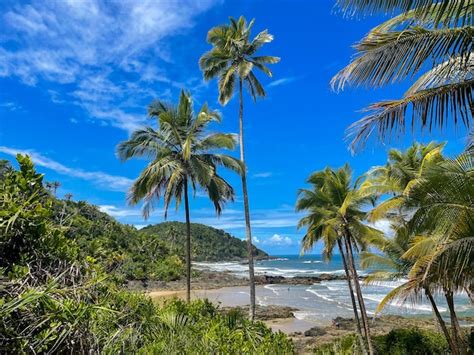 Palmeiras Altas Nas Praias De Itacar Bahia Na Trilha Das Praias