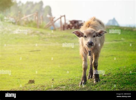 Baby water buffalo hi-res stock photography and images - Alamy