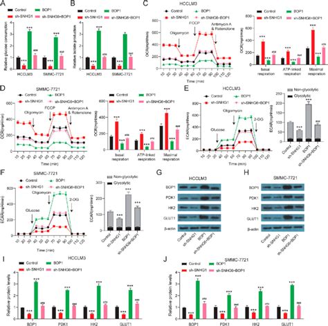 Snhg Regulates Glycolysis By Binding Bop A Glucose Consumption Of