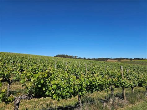 McLaren Vale And Historic Hahndorf Wine Tour