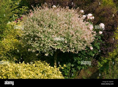 Salix integra 'Hakuro-nishiki'- grown as a standard MIW253056 Stock Photo - Alamy