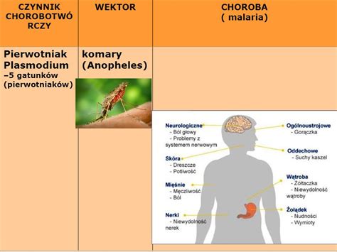 ŚWIATOWY DZIEŃ ZDROWIA choroby przenoszone przez wektory ppt pobierz