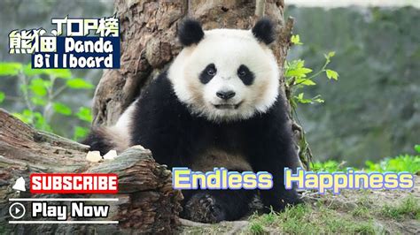 Panda BillboardEpisode 355 Pandas Have Endless Happiness IPanda