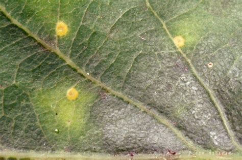 Cupped Spangled Gall Neuroterus tricolor – Nature Journeys