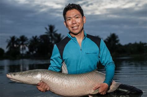 World Record Arapaima The Biggest Ever Caught