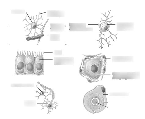 Neuroglia Diagram Quizlet