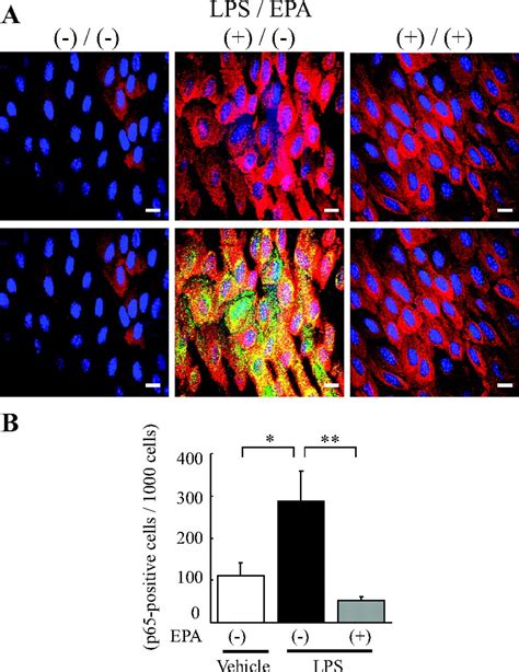 In Vivo And In Vitro Inhibition Of Monocyte Adhesion To Endothelial