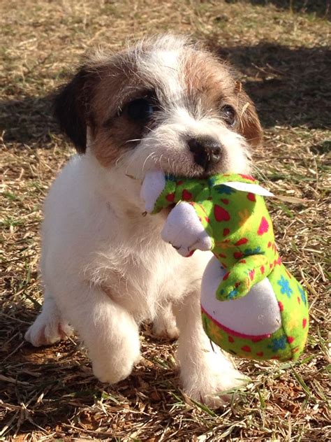 Broken Coat Jack Russell Terrier Puppies