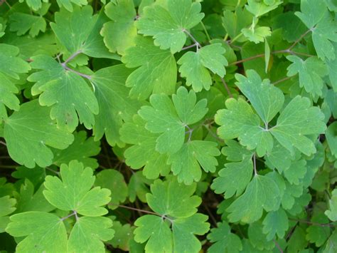 Aquilegia canadensis (Columbine, Red Columbine, Wild Columbine) | North ...