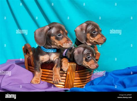 Doxen Puppies posing Stock Photo - Alamy