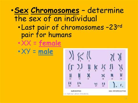 Meiosis Division Of Sex Cells Ppt Download