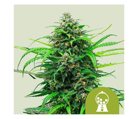 Pink Runtz Auto By Royal Queen Seeds La Huerta Grow Shop