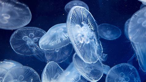 15 Cool Facts About Moon Jellyfish That Will Surprise You