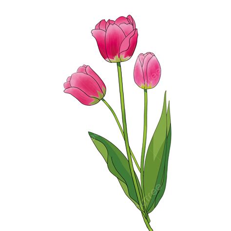 Flores De Tulipán Rosa Pintadas A Mano PNG Día De La Mujer Día De La