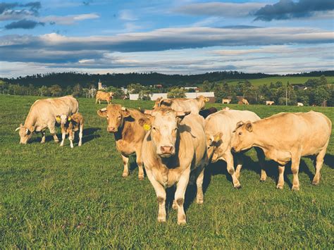 Herd Of Cows Free Stock Photo Public Domain Pictures