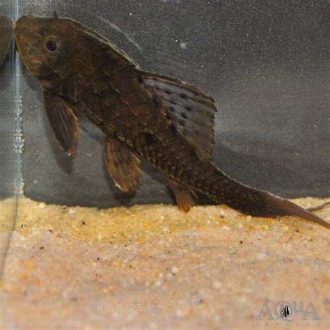 L152 Orinoco Pinecone Pleco Pseudorinelepis Cf Genibarbis Aqua Imports