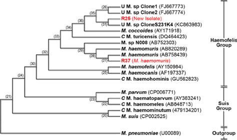 Phylogenetic Tree Based On 16s Rrna Gene Sequences Showing The