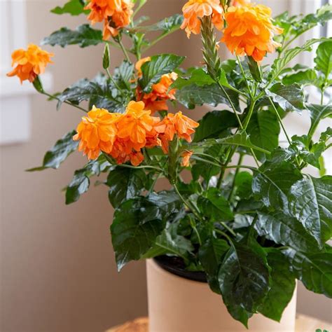 10 Easy To Maintain Indoor Flower Plants | LBB