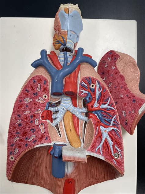 Lungs Interior Diagram Quizlet