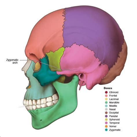 Zygomatic Bones Head And Neck Anatomy Part I Bony Structures Dentalcare