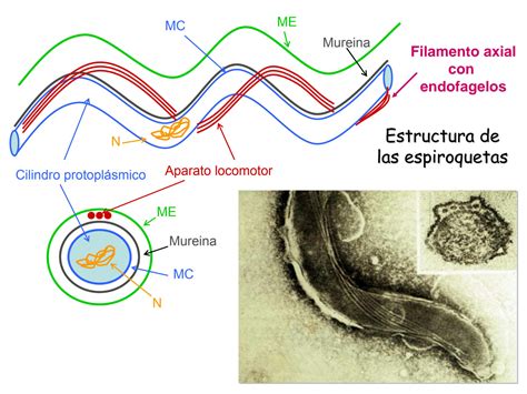 SOLUTION: Biomorfologia y microbiologia tema 9 espiroquetas - Studypool