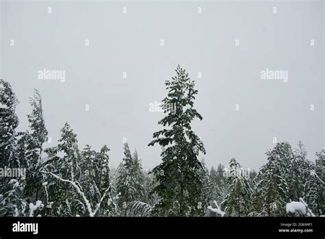 Eucalypt Trees With Evergreen Foliage Under The Winter Snow Stock Photo