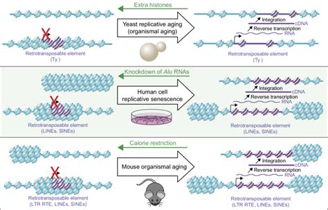 Alterations in chromatin structure during aging leads to activation of ...