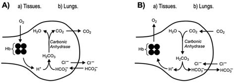 In The Chloride Shift Diagrams Below Label Each Scenario A A