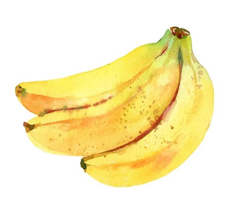 Banana Aquarela Stock Photos Royalty Free Banana Aquarela Images