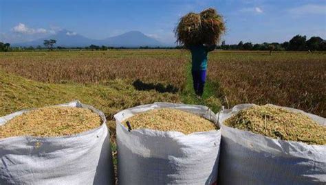 Samsun Duga Produksi Gabah Turun Akibat Lahan Pertanian Berkurang